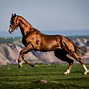 Image result for Beautiful Horse Paintings