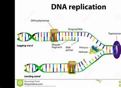 Image result for Nucleotide DNA Replication