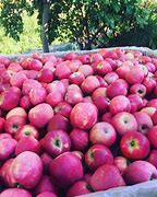 Image result for Apple Orchard Los Angeles