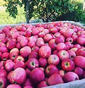 Image result for Fall Apple Orchard Pictures