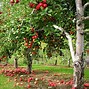 Image result for C Fruit Apple