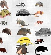 Image result for Armadillo Transparent