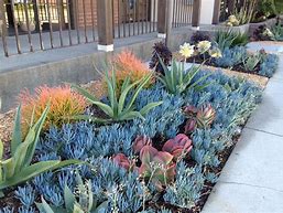 Image result for Drought Tolerant Landscaping Ideas