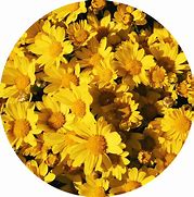 Image result for Cool Yellow Wallpaper iPhone