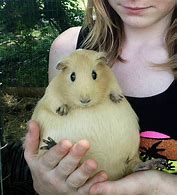 Image result for Guinea Pig That Looks Like a Hamster