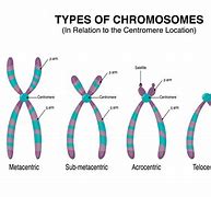 Image result for Chromosome Types
