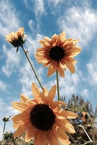 Image result for Sunflower Desktop Wallpaper Pinterest