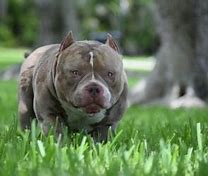Image result for Butch Bully