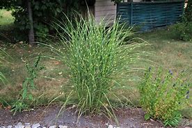 Image result for Miscanthus sinensis Strictus Dwarf