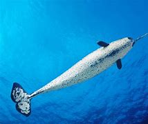 Image result for Ugly Narwhal