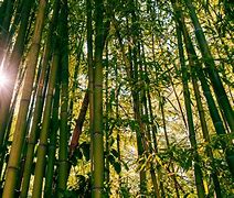 Image result for bamboos