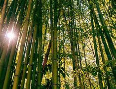 Image result for Bamboo Package