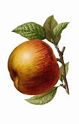 Image result for Original Apple Fruit