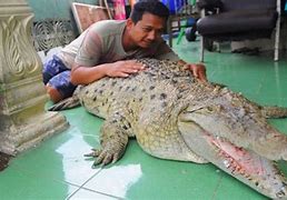 Image result for Pet Crocodile