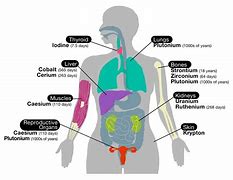 Image result for human body systems chart labeled