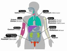 Image result for Adult Human Body Parts Diagram
