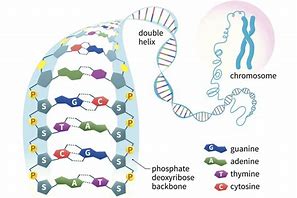 Image result for DNA Sections