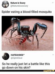 Image result for Creepy Spider Meme