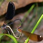 Image result for Calothorax Trochilidae
