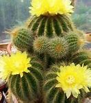 Image result for Amazing Cactus