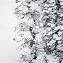 Image result for Ski Powder Alta