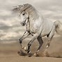 Image result for Andalusian Horse Colors
