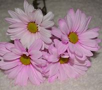 Image result for Pretty Pink Things