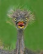 Image result for Funny Exotic Birds