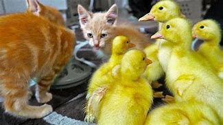 Image result for Kittens and Kids Funny