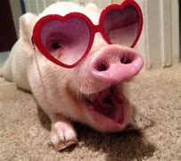 Image result for Funny Baby Pig Memes