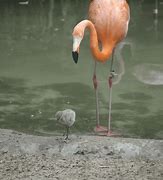 Image result for Flamingo Fight GIF