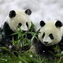 Image result for Panda Bamboo Background