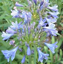 Image result for Agapanthus Sunfield