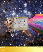 Image result for Nyan Cat IRL