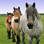 Image result for Draft Breeds Belgian Horse