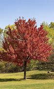 Image result for Varieties of Maple Trees