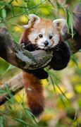 Image result for Top 10 Cutest Baby Animals