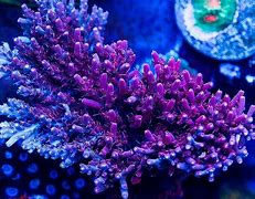 Image result for coral�feri
