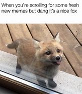 Image result for Funny Animal Meme Fox