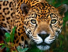 Image result for Wild Animal Jaguar