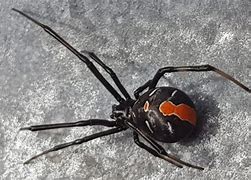 Image result for Redback Spider Size