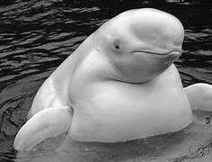 Image result for Beluga Whale Characteristics