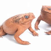 Image result for Cane Toad Plush