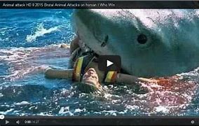 Image result for Sea Animal Attacks Ferry