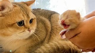 Image result for Dad's Kitty Cat
