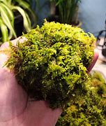 Image result for Fern Moss Pattern