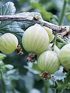 Image result for Ribes uva-crispa Hinnonmaeki Groen