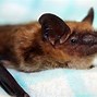 Image result for Bat Plushie