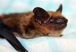 Image result for Bats in Shelter