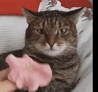 Image result for Cat with Flower Meme Handing